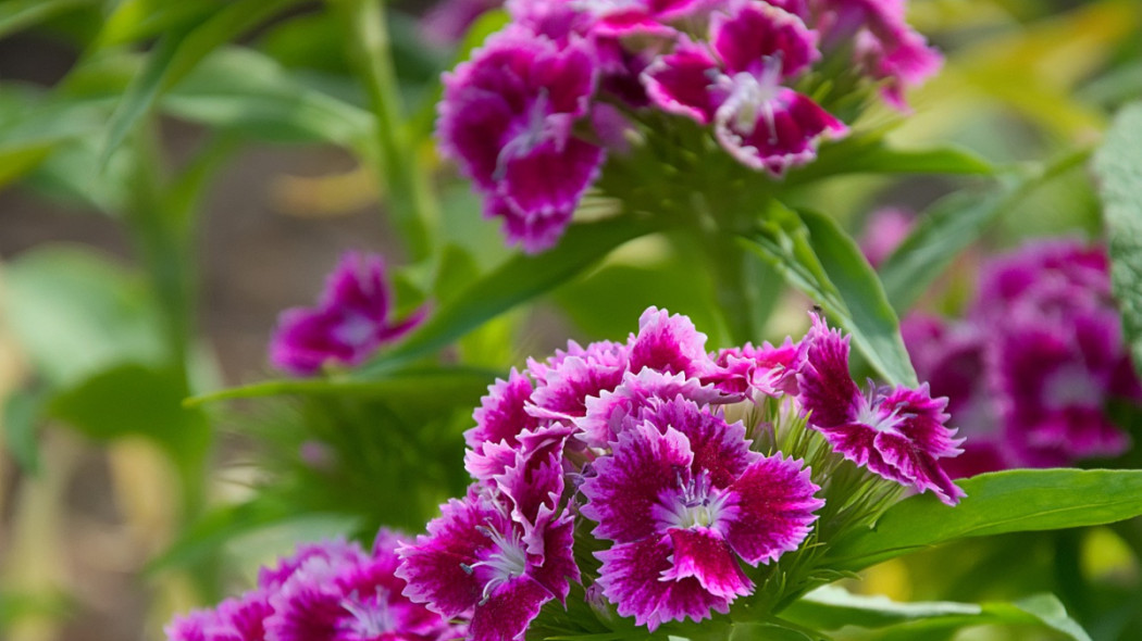 Goździki, fot. Pixabay