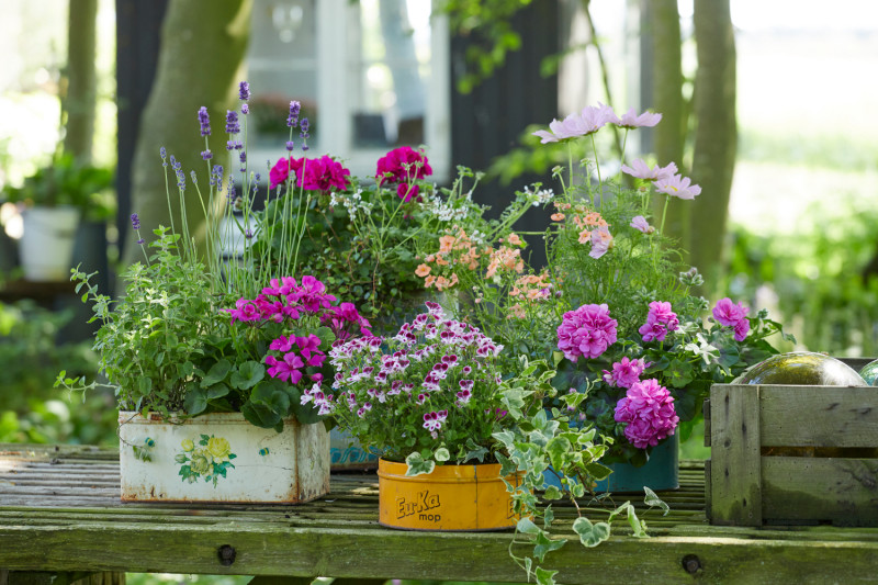 10 pomysłów na kwiatowe kompozycje na balkon pelargonie fot. Pelargonium for Europe, kampania Europe in Bloom