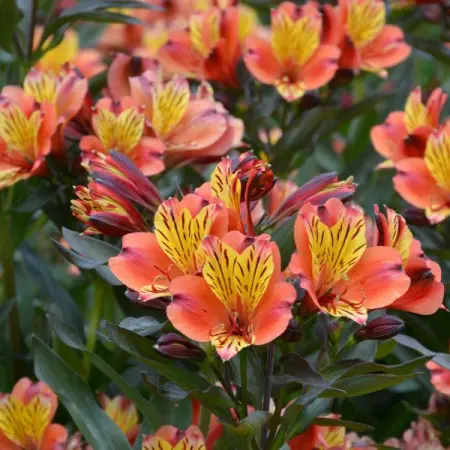 Alstromeria ogrodowa INDIAN SUMMER® ‘Tesronto’ PBR