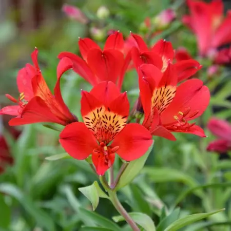 Alstromeria ogrodowa SUMMER RED ‘Tessumred’PBR