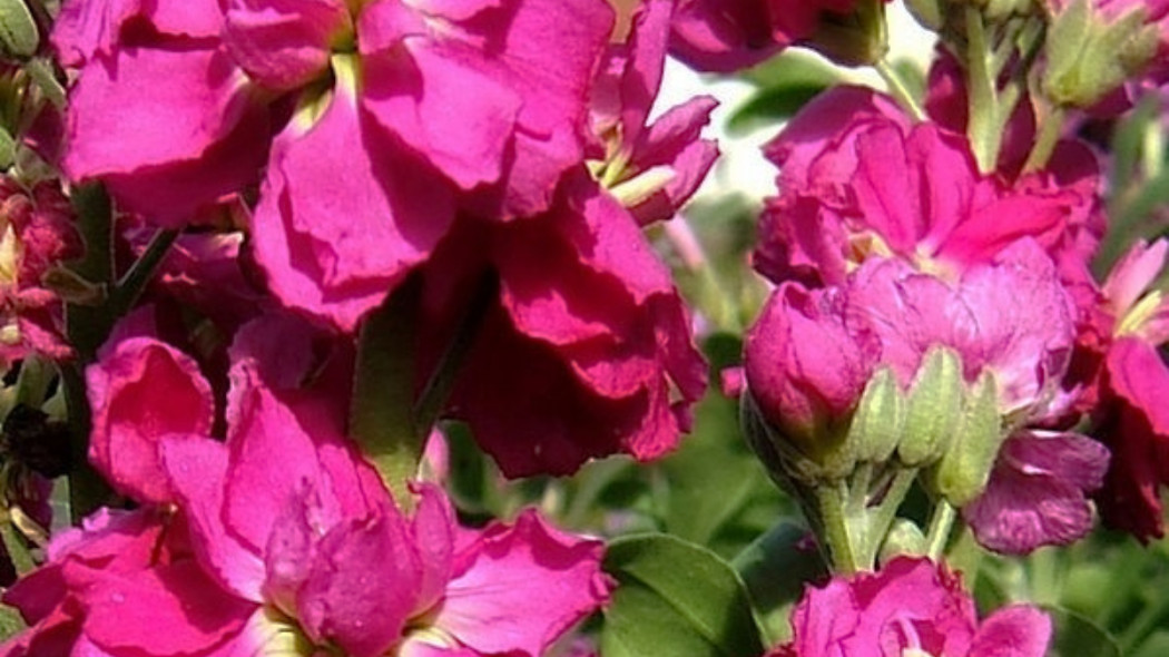 Lewkonia letnia, fot. Wildfeuer - Wikimedia Commons