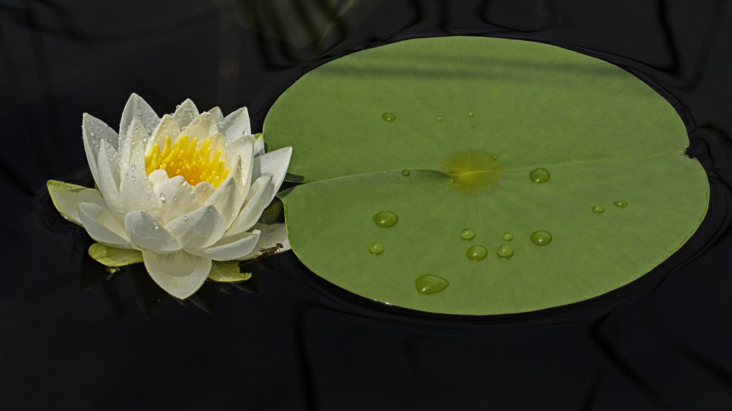 Uprawa lilii wodnych, fot. myungho lee - Pixabay