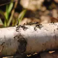 Mrówki w ogrodzie – jak skutecznie się ich pozbyć? Poznaj naturalne i chemiczne metody