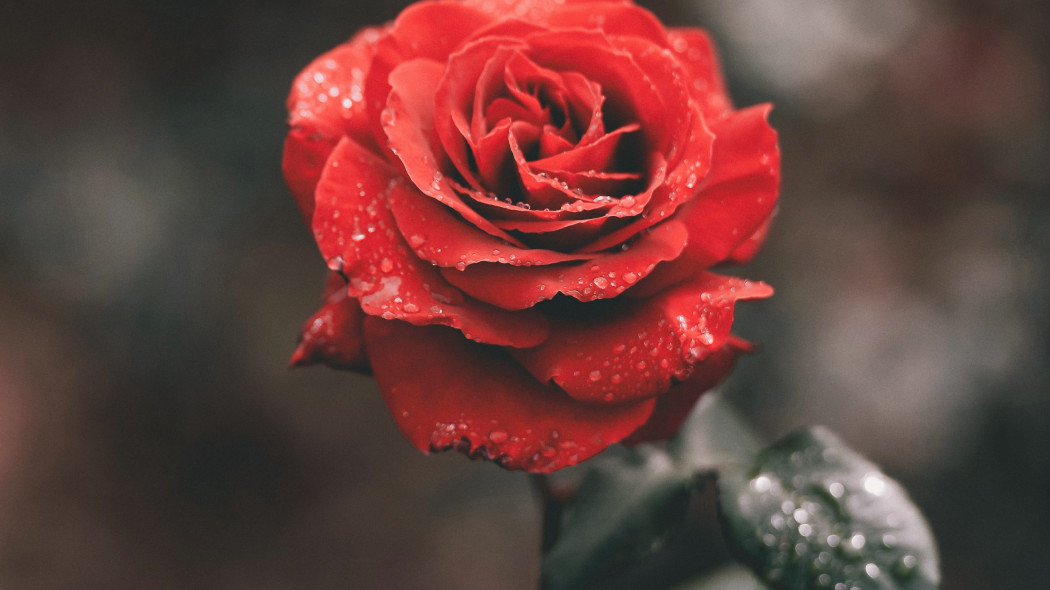 Róża królowa kwiatów, fot. Ameen Fahmy - Unsplash