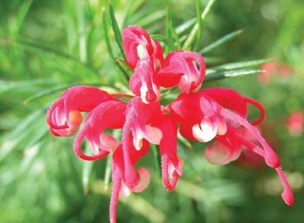 Grevillea (Juniperina grewilla)