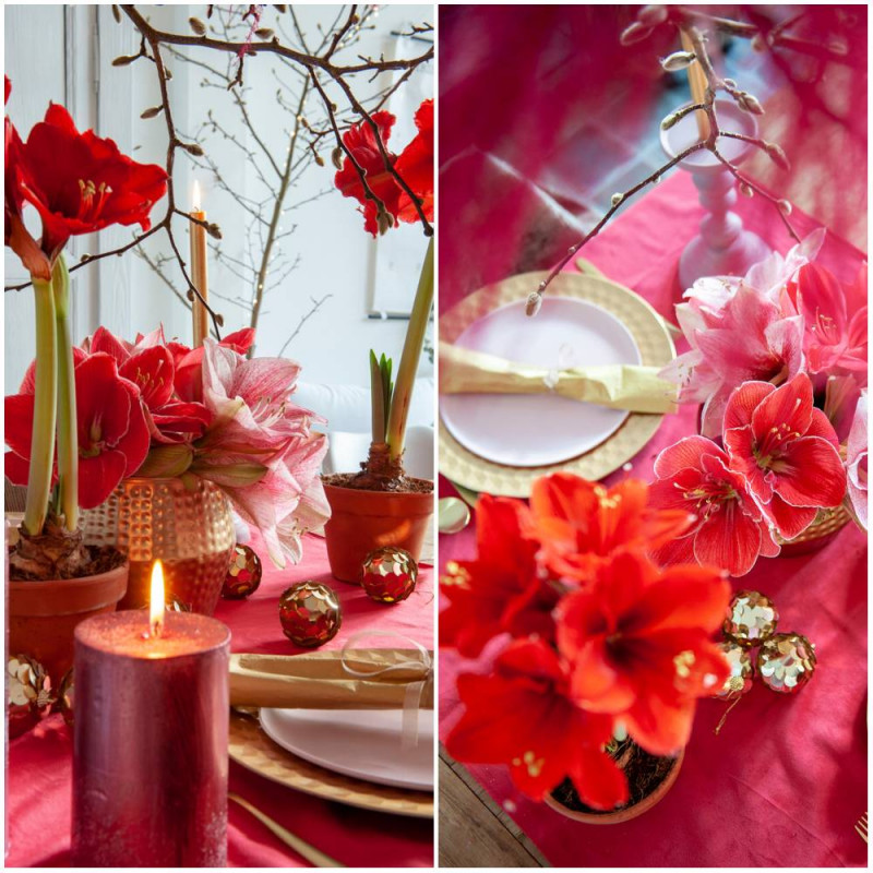 dekoracje na święta z amarylisów - styl glamour fot. iBulb