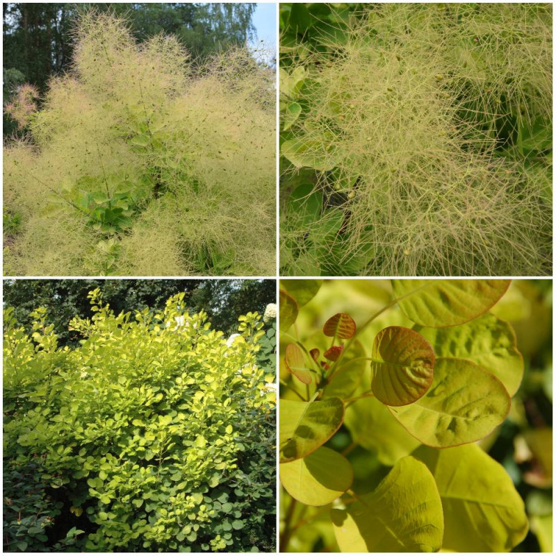 Perukowiec podolski GOLDEN SPIRIT ‘Ancot’