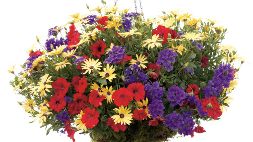 Wiszący kosz z osteospermum