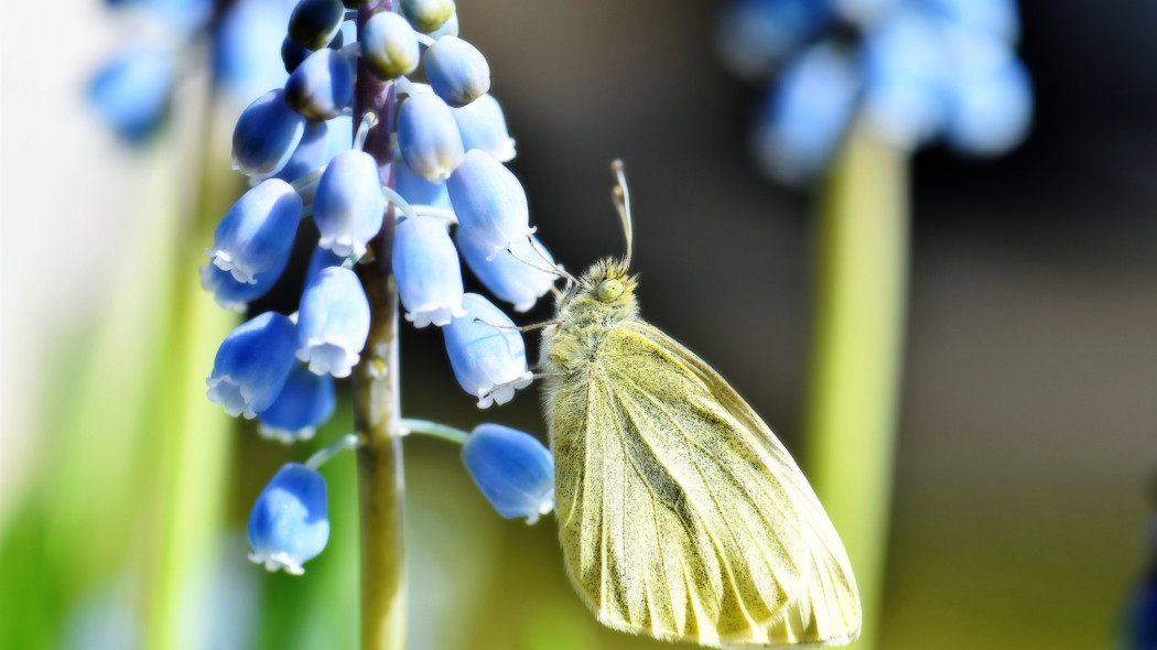 Cebulki kwiatowe przyciągające motyle do ogrodu, fot. Pitsch - Pixabay