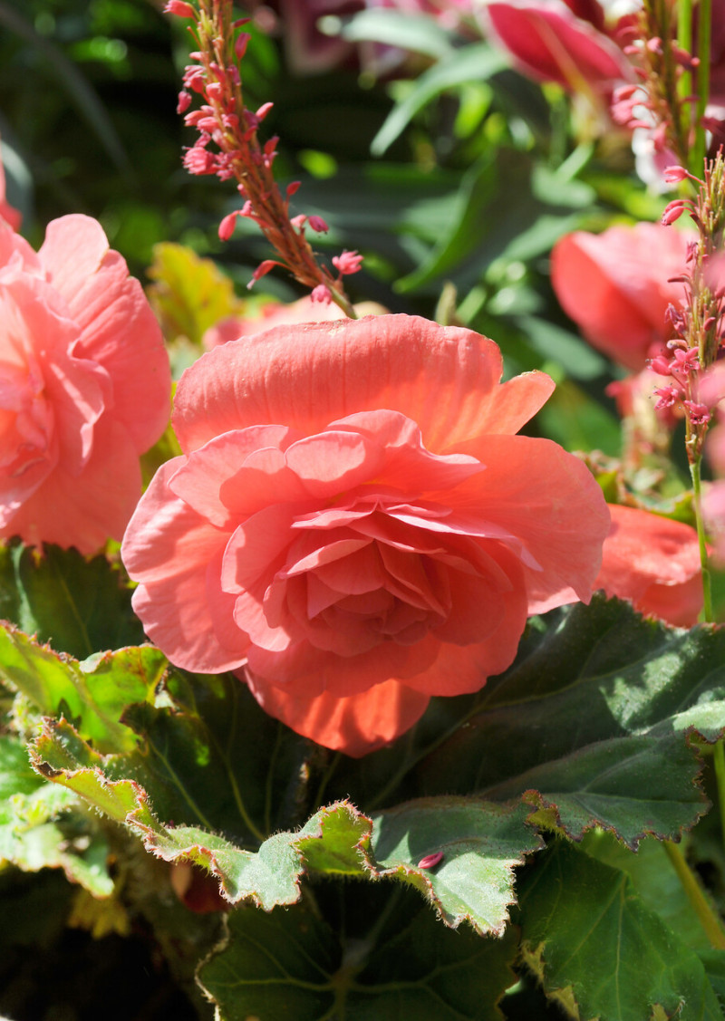 begonia fot. iBulb
