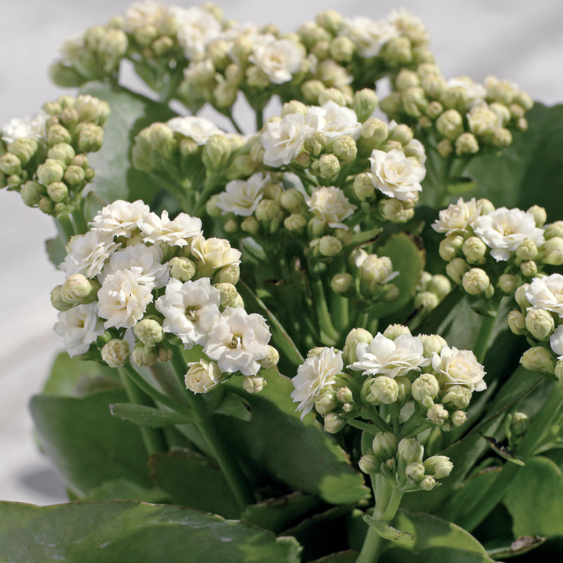 Kalanchoe Blossfelda, fot. Flower Council Holland