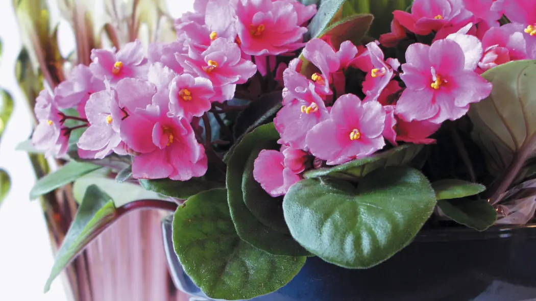 Fiołek afrykański, fot. Flower Council Holland