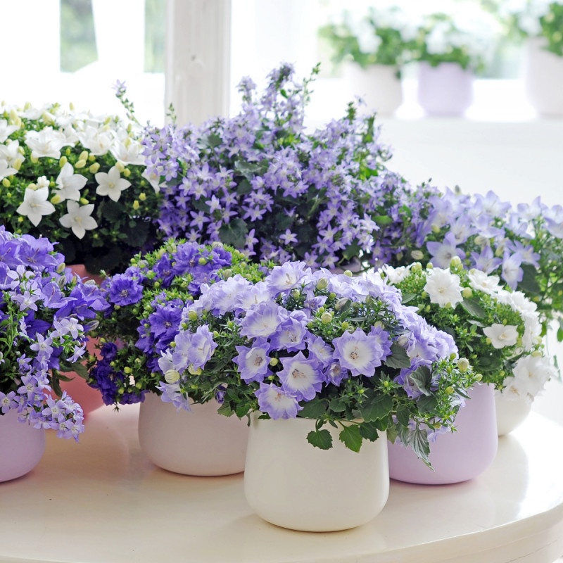 Dzwonki, fot. Flower Council Holland