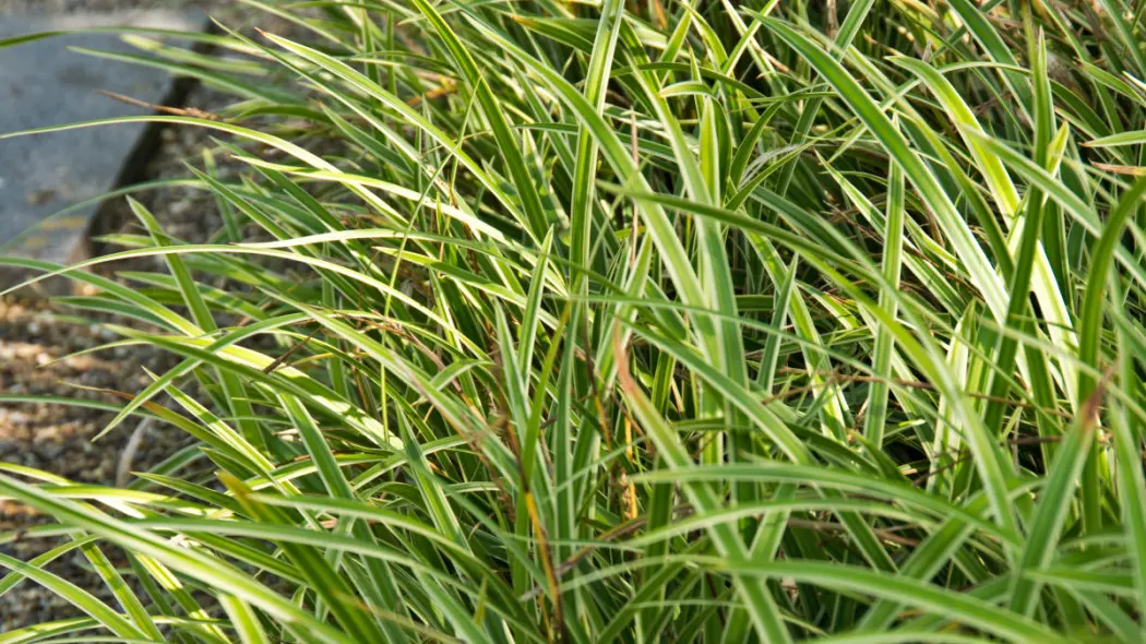 Turzyca Morrowa 'Variegata', fot. iVerde