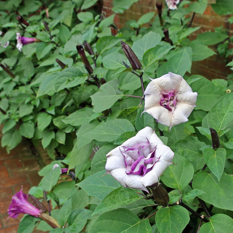 Bieluń 'Metel Purple Ballerina'