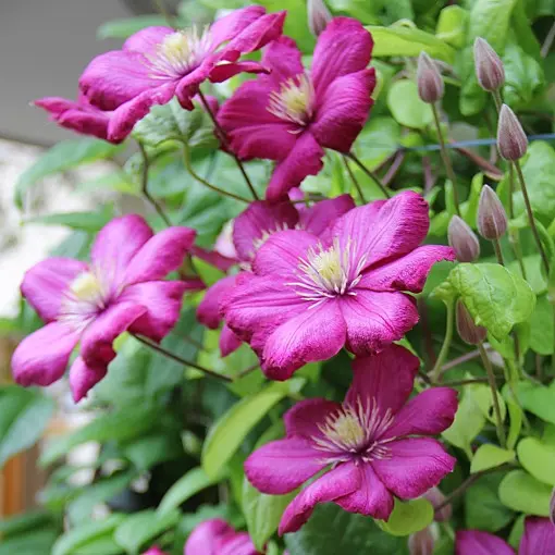 Powojnik / Clematis