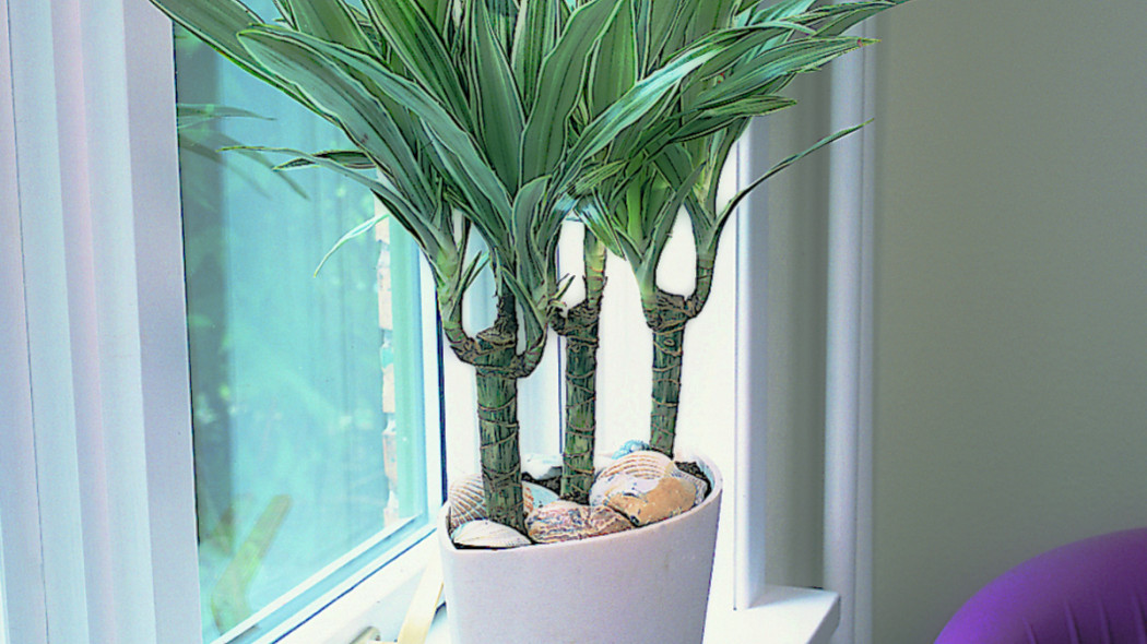 Dracena deremeńska, fot. Floradania.dk