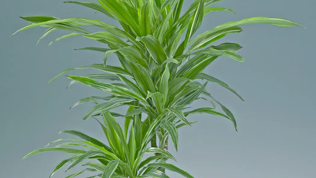 Dracena deremeńska, fot. Floradania.dk