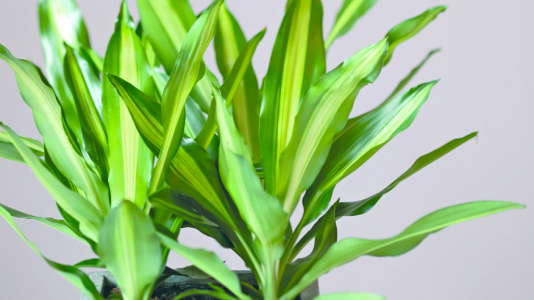 Dracena wonna, fot. Floradania.dk