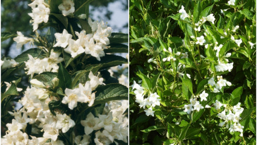 Krzewuszka 'Candida'