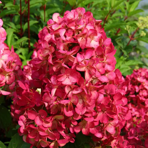 Hortensja bukietowa DIAMANT ROUGE