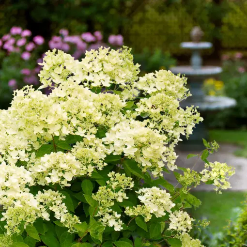 Hortensja bukietowa 'Bombshell'