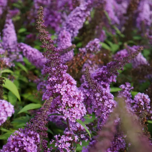 Budleja Davida 'Peacock'