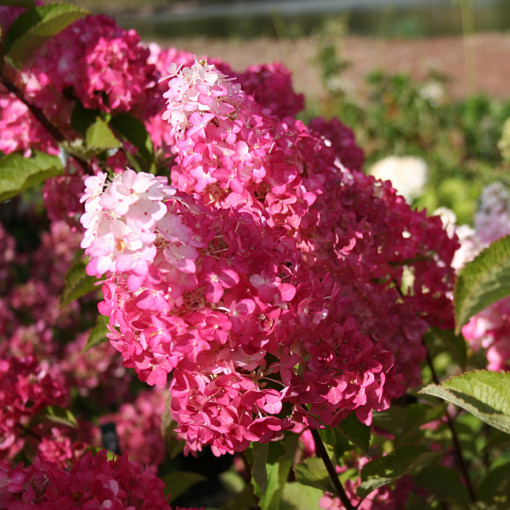 Hortensja bukietowa FRAISE MELBA