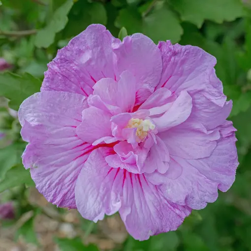 Ketmia syryjska 'Lavender Chiffon'