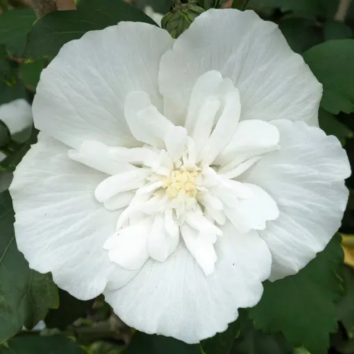 Ketmia syryjska 'White Chiffon'