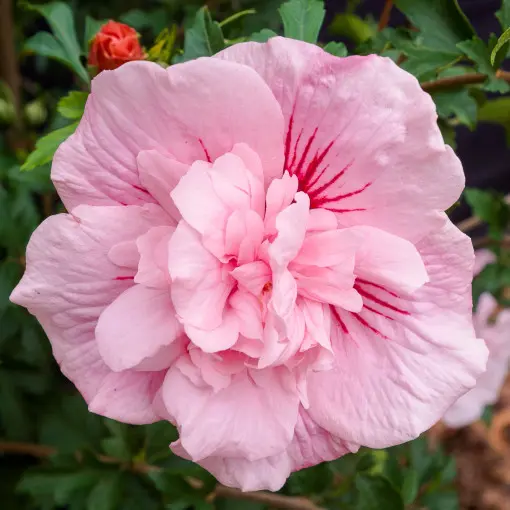 Ketmia syryjska 'Pink Chiffon'