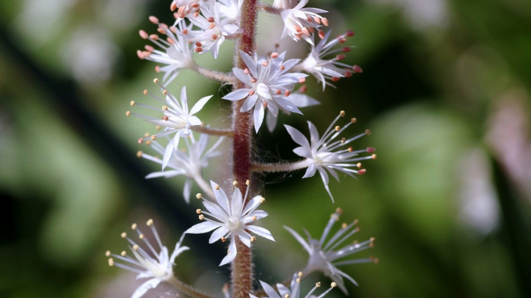Tiarella sercolistna, fot. Henryk Niestrój - Pixabay