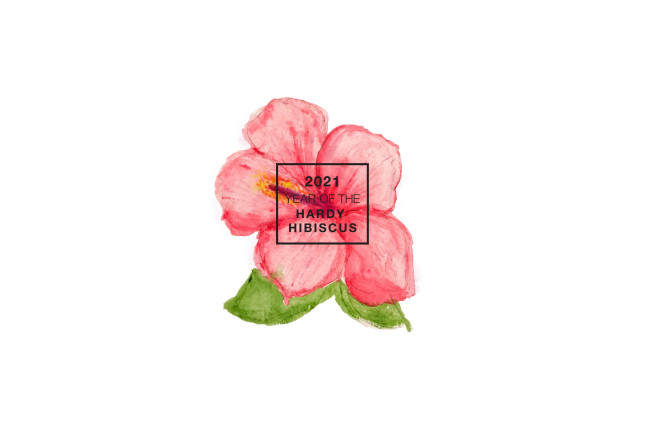 Hibiskus roślina 2021 roku