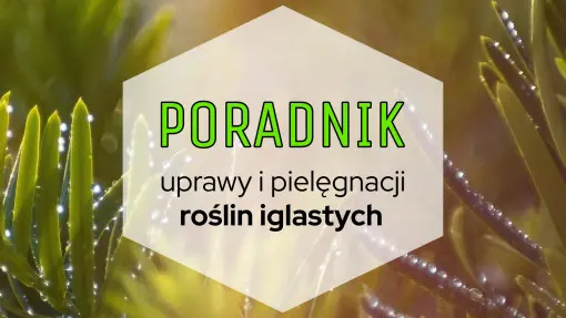 Rośliny iglaste do ogrodu: poradnik uprawy i pielęgnacji