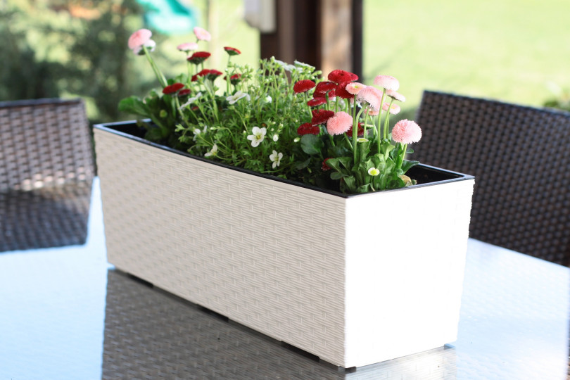 BEGONIA RATTAN kremowy nr 74