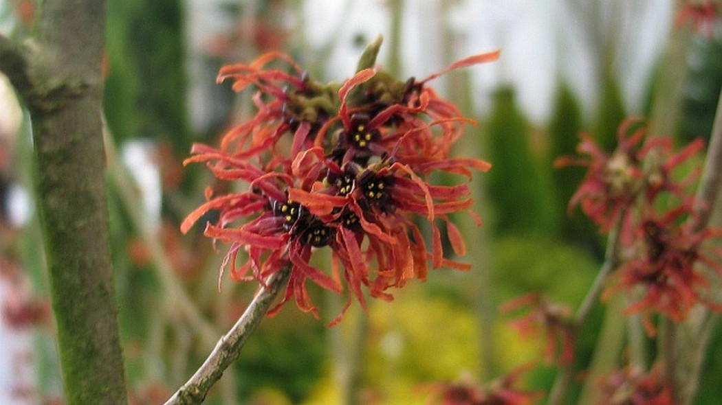 Oczar_posredni_Hamamelis_intermedia_Diane__fot._Ewa_Łuczak
