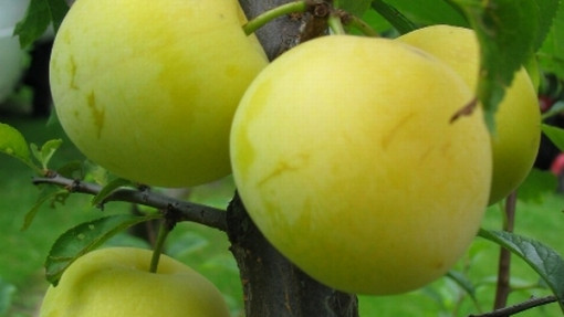 Śliwa domowa 'Renkloda Ulena'