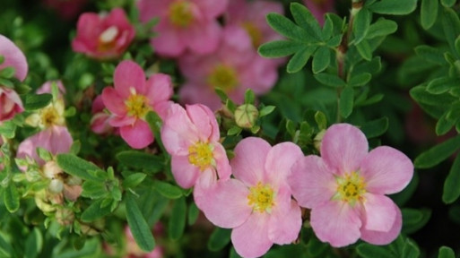 Pięciornik krzewiasty 'Lovely Pink 'Pink Beauty'