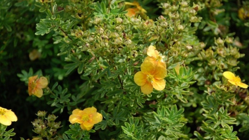 Pięciornik krzewiasty MANGO TANGO 'Uman'