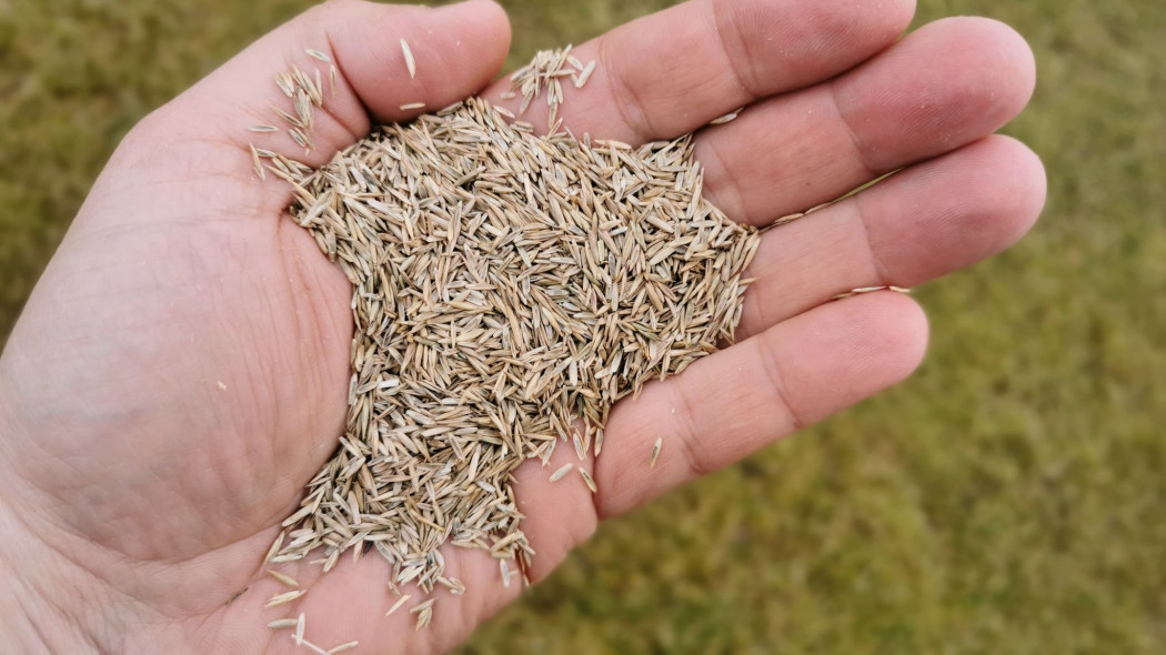 Jaką trawę wybrać do zakładania trawnika