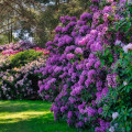 Ogród z rododendronami | 15 inspirujących pomysłów na aranżacje