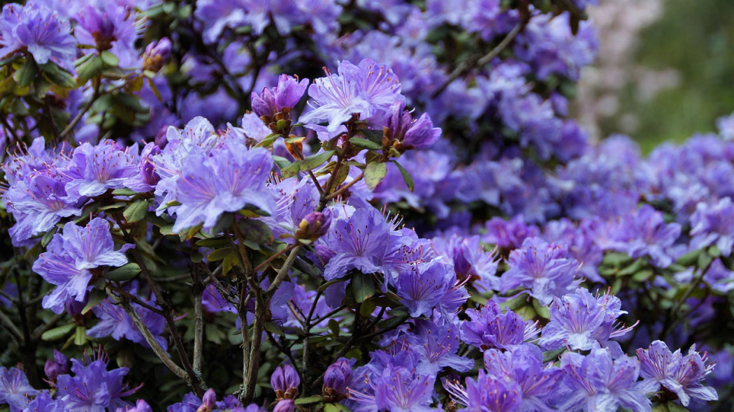ogród z rododendronami  fot. ivabalk Pixabay