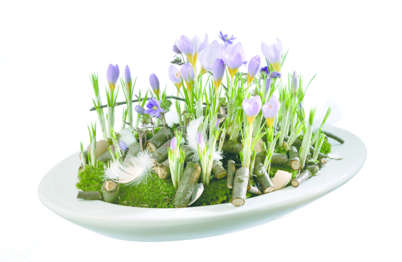 rośliny doniczkowe idealne na prezenty na dzien babci i dziadka krokus crocus zawilec anemone fot. Floradania