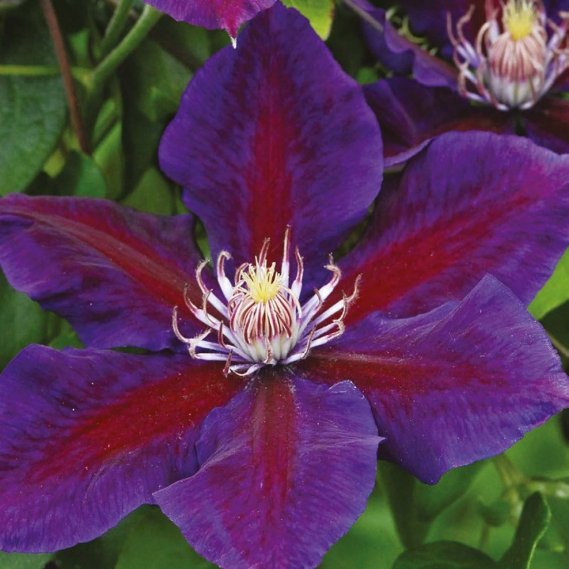 Powojnik Julka fot. Clematis Źrodlo Dobrych Pnaczy