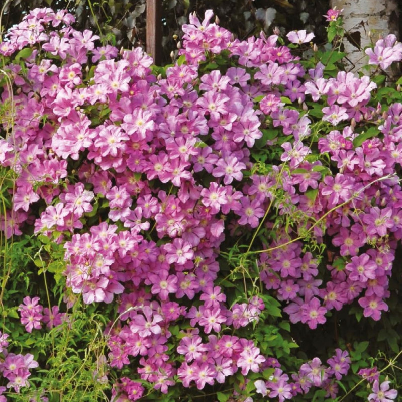 Powojnik Comtesse de Bouchaud fot. Clematis Źrodlo Dobrych Pnaczy