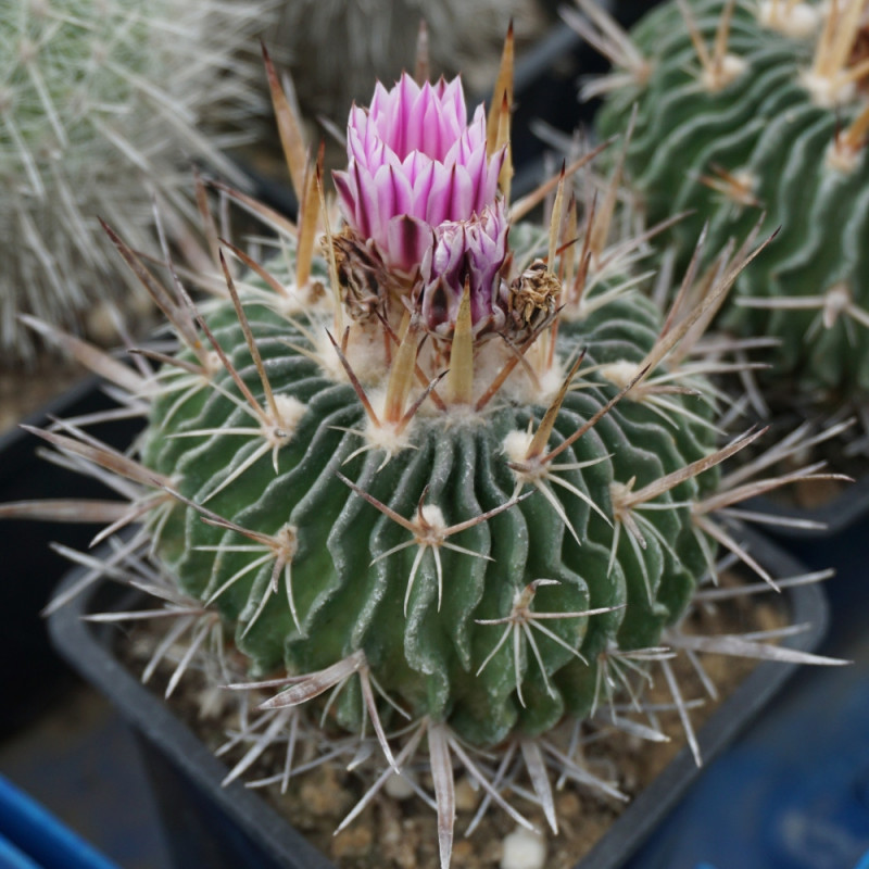 kaktus  Echinofossulocactus crispatus