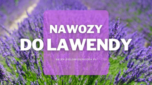 Nawozy do lawendy | Jakie wybrać i gdzie kupić?