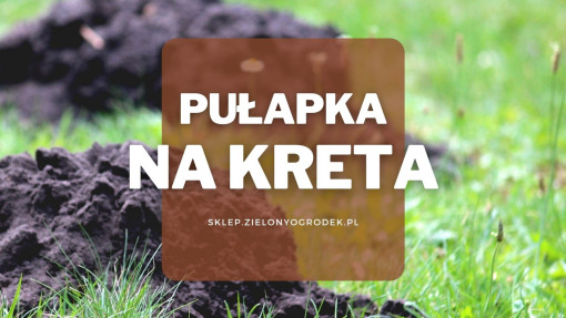Kretołap – pułapka na kreta | Jaką wybrać i gdzie kupić?