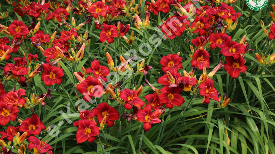 liliowiec Hemerocallis Jan Paweł fot. Grzegorz Falkowski ZSzP