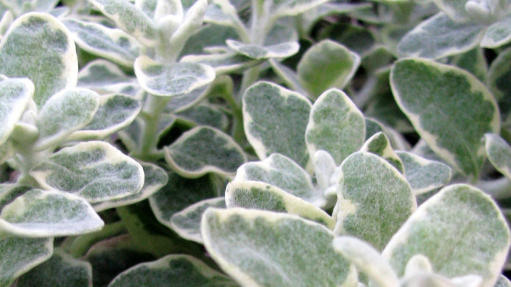 Kocanka włochata 'Variegata', fot. Les Serres Fortier (CC BY 2.0) - Flickr